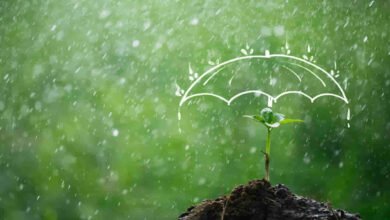 Monsoon Gardening Tips: Is Rainwater Good Or Harmful For Indoor Plants