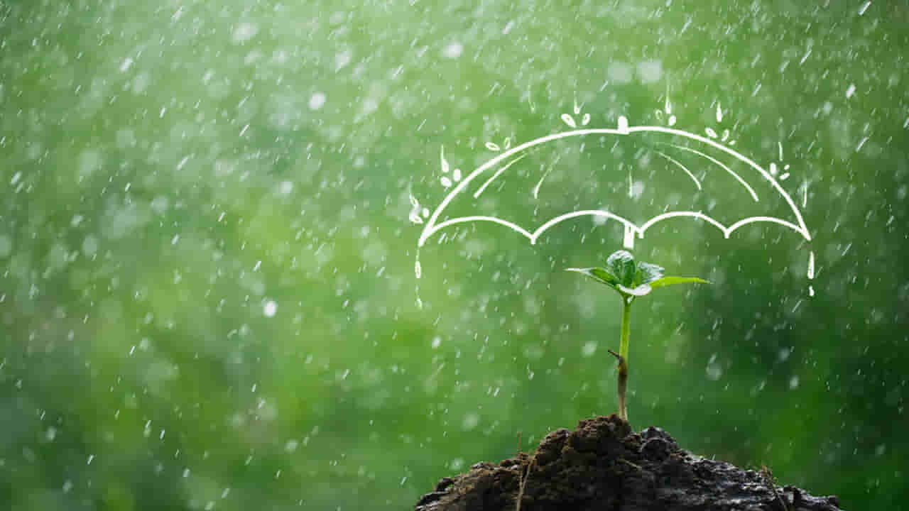 Monsoon Gardening Tips: Is Rainwater Good Or Harmful For Indoor Plants