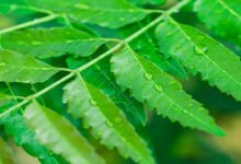 Neem Leaf Remedy Gains Attention as Natural Way to Manage Overnight Pimples at Home
