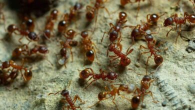 Simple Kitchen Tricks That Can Keep Red Ants Away Naturally