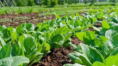 Spinach Health Benefits Revealed: The Powerful Leaf Packed With Essential Nutrients