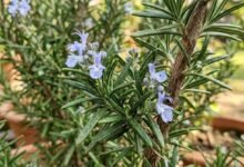Why Rosemary Is Becoming a Must Have Plant for Every Home