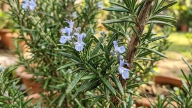 Why Rosemary Is Becoming a Must Have Plant for Every Home