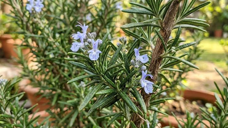 Why Rosemary Is Becoming a Must Have Plant for Every Home