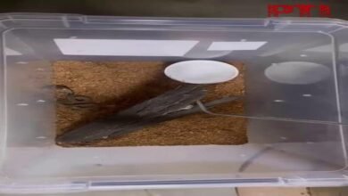 Delhi Zoo Celebrates First Artificial Hatching of Indian Cobra Hatchlings in 15 Years