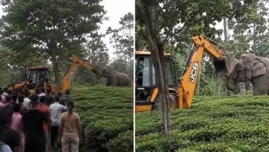 Viral Video Shows Elephant Blocking Earthmover in Assam Forest