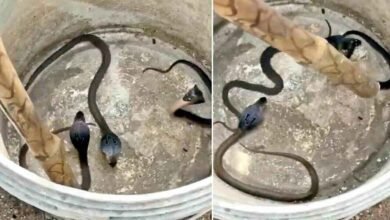 Three Cobra Hatchlings Found Inside Hyderabad Police Station