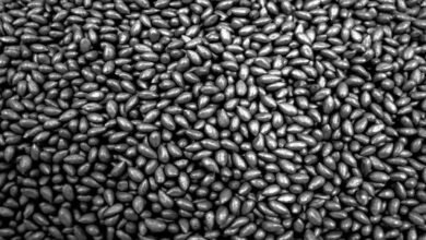 Free Cotton Seeds: Telangana Begins Free Cotton Seed Distribution for Farmers Across 19 Districts