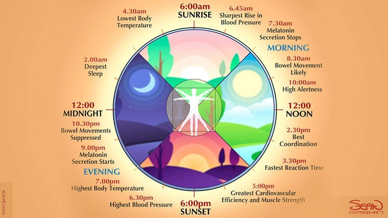After 10 PM, Your Body Starts Winding Down: Why Your Biological Clock Matters