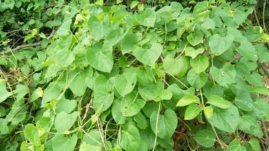 Amruthavalli Health Benefits How This Ayurvedic Herb Supports Immunity and Wellness