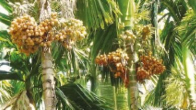 Arecanut Farming in India Gives Farmers a Long Term Income Opportunity