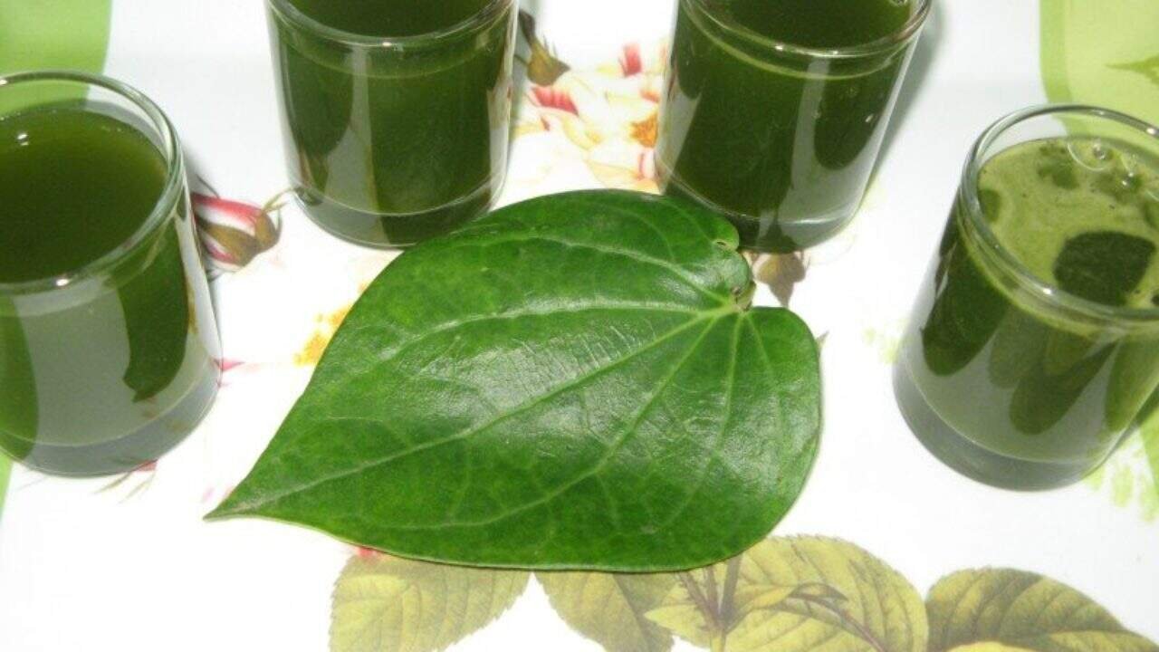 Betel Leaf Juice In The Morning Does It Really Help Control Blood Sugar