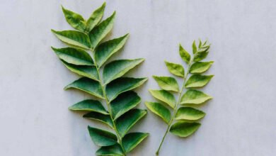 Curry Leaves May Offer Several Health Benefits When Added to Your Diet