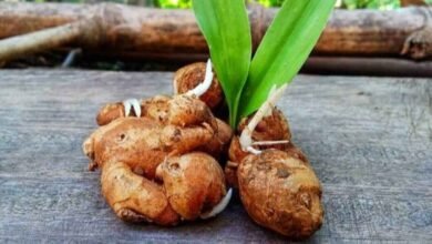Ginger Benefits That May Support Digestion Heart Health and More