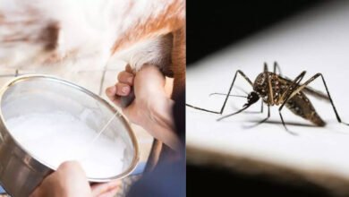Does Goat Milk Increase Platelets During Dengue? Here Is What Experts Say