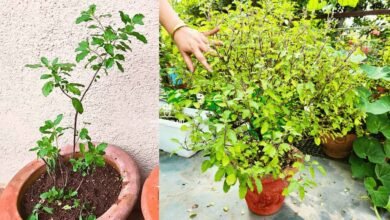 How to Grow a Bushy Tulsi Plant at Home With Simple Care Tips