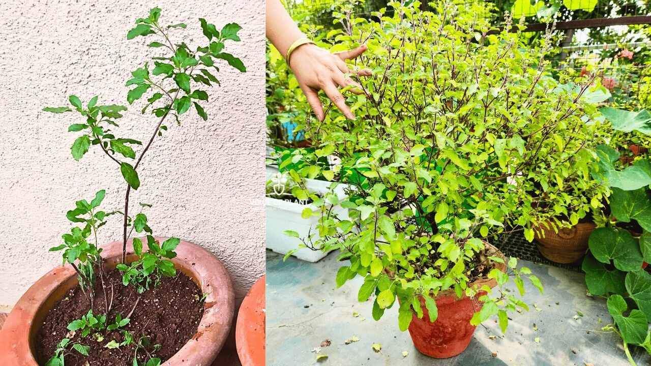 How to Grow a Bushy Tulsi Plant at Home With Simple Care Tips