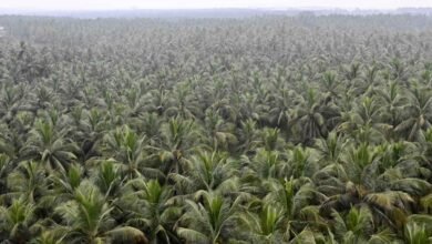 Indian Agriculture Graduate Builds Thriving 500 Acre Coconut Farm in Guyana