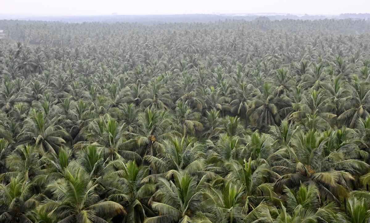 Indian Agriculture Graduate Builds Thriving 500 Acre Coconut Farm in Guyana