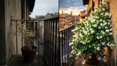 Jasmine Plant Care Tips For More Flowers In Pots