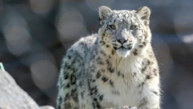 Ladakh’s Snow Leopard Safari Promises A Rare Wildlife Experience In The Mountains