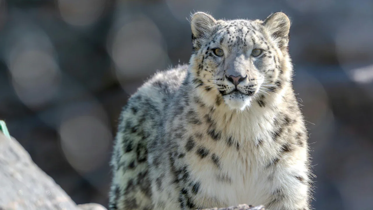 Ladakh’s Snow Leopard Safari Promises A Rare Wildlife Experience In The Mountains