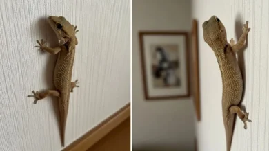 Lizard Appearing at Home Good Luck or Bad Sign Astrology Reveals Traditional Beliefs