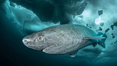 Mystery Shark Found In Indian Waters As Scientists Discover Brand New Deep Sea Species Off Kerala