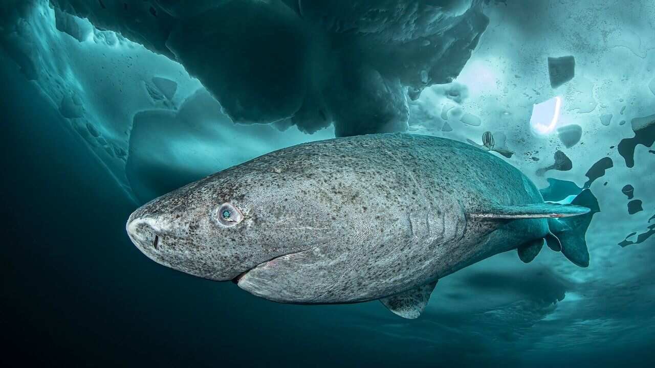 Mystery Shark Found In Indian Waters As Scientists Discover Brand New Deep Sea Species Off Kerala
