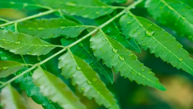 Neem Leaves in the Morning May Offer Health Benefits, But Care Is Needed