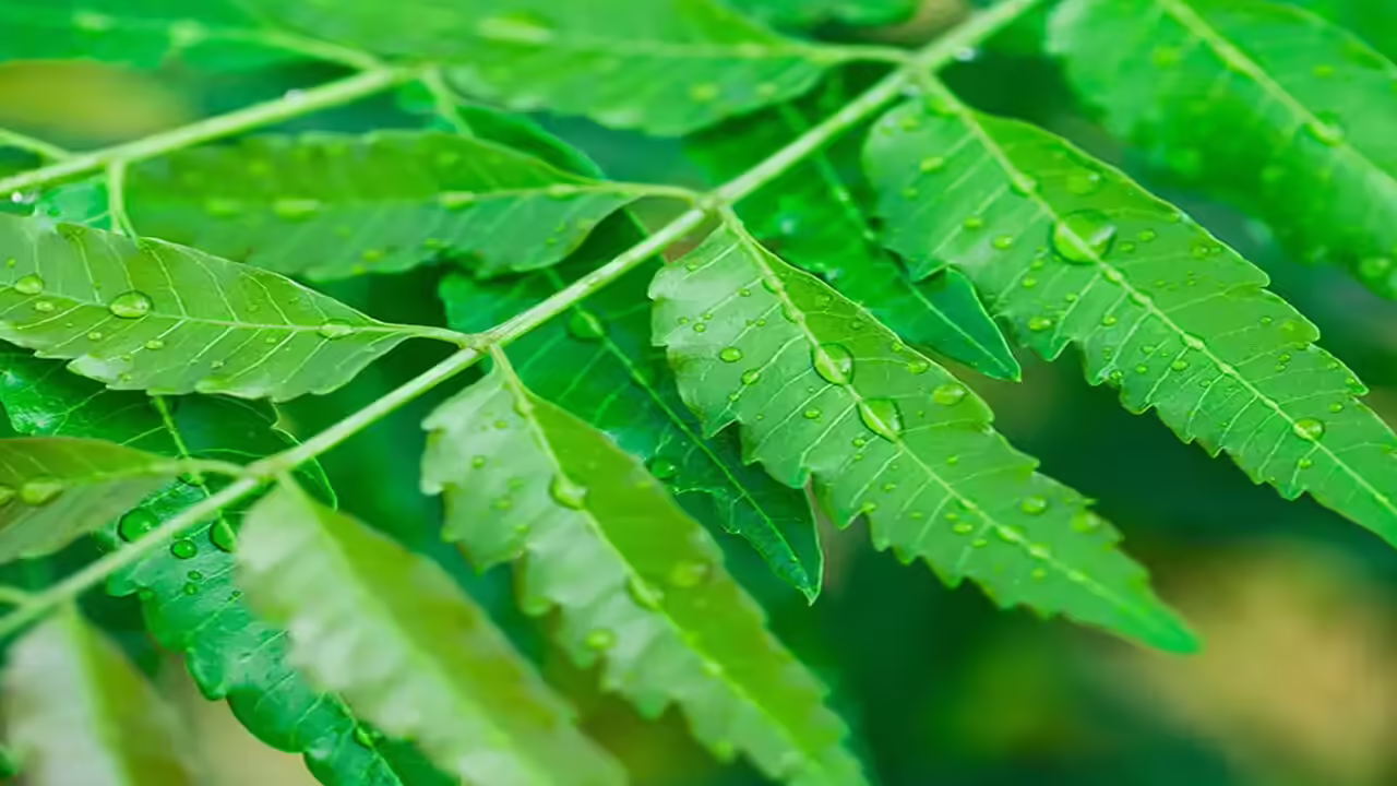 Neem Leaves in the Morning May Offer Health Benefits, But Care Is Needed