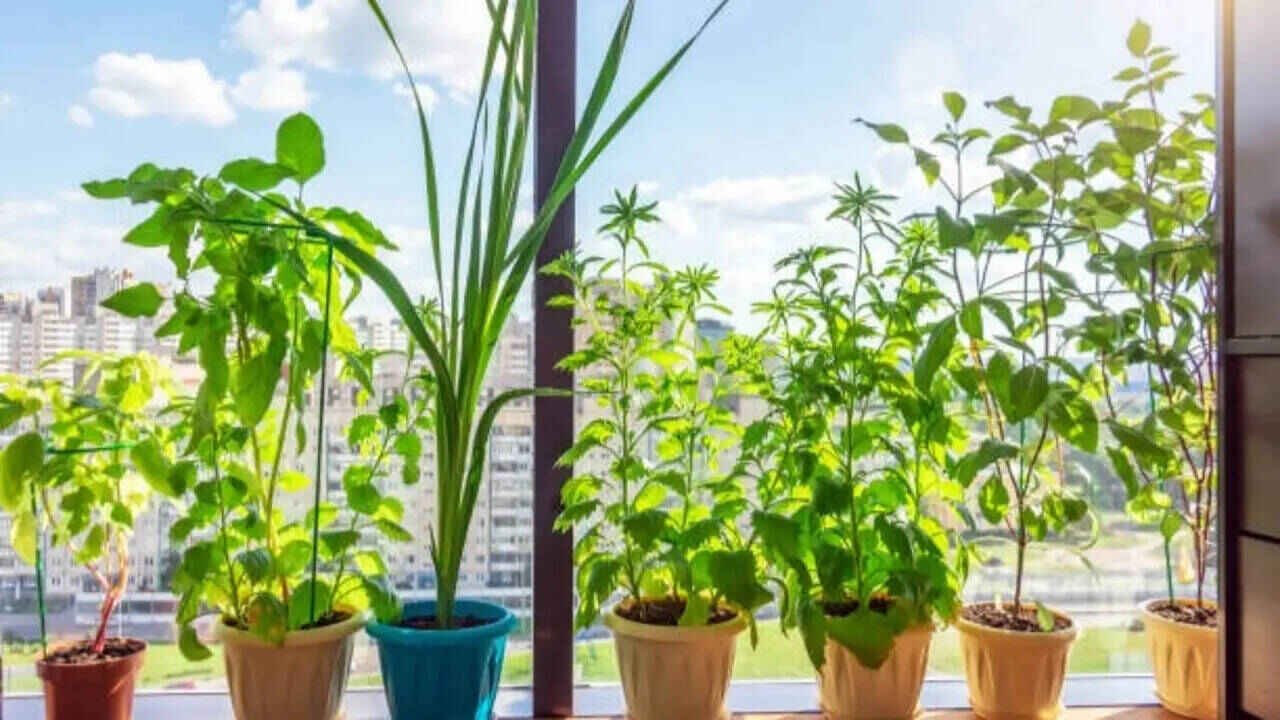 Simple Terrace Gardening Tips to Prevent Roof Cracks and Grow Healthy Plants