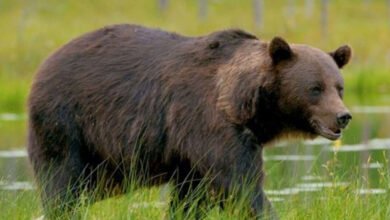 Bear Attacks Anantapur Farmer: Bear Attack Leaves Anantapur Farmer With Severe Injuries