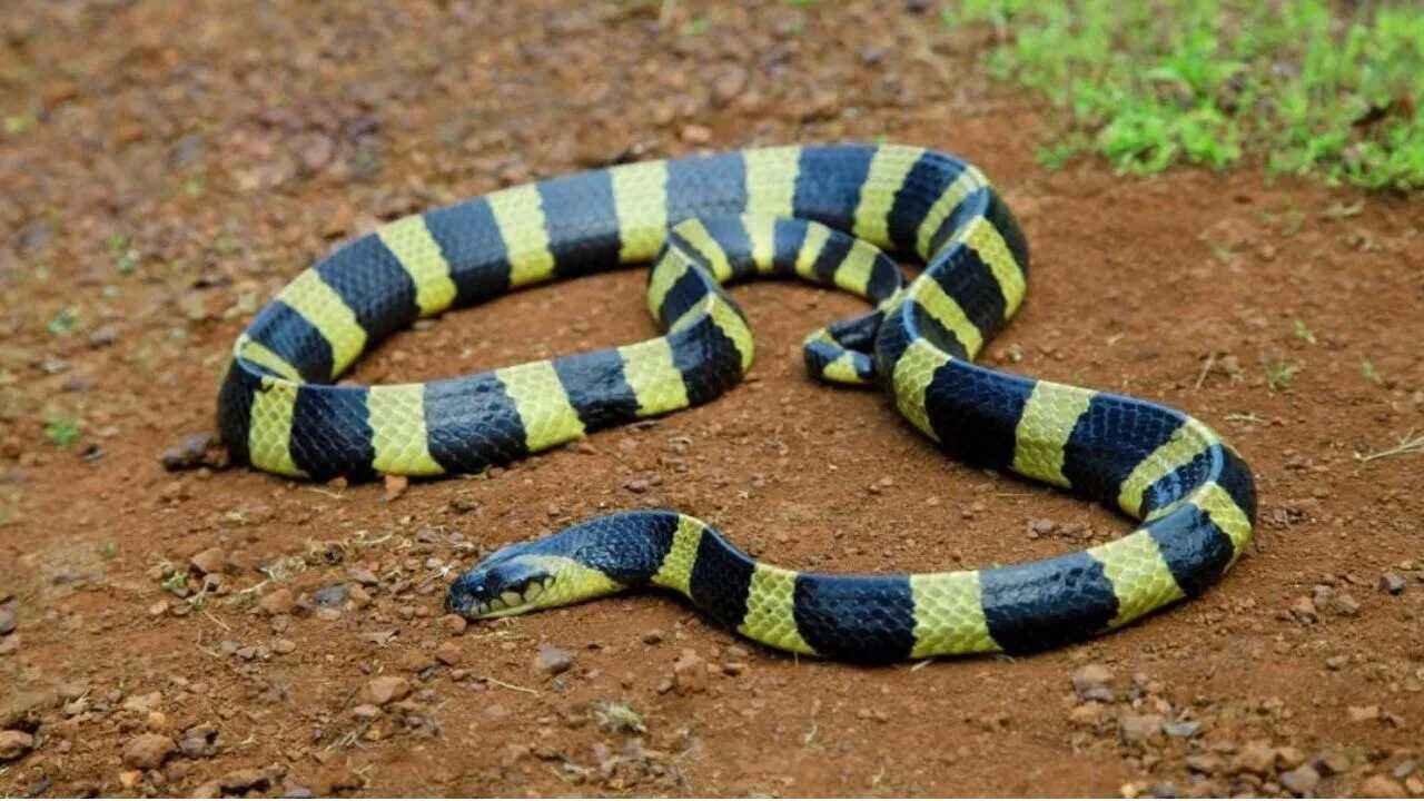 Banded Krait Warangal: Rare Banded Krait Spotted for the First Time in Telangana