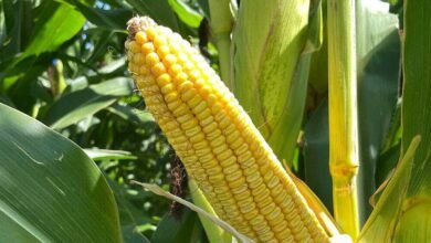 Telangana Markfed Achieves Record Corn Auction Price Through Transparent E Auction System