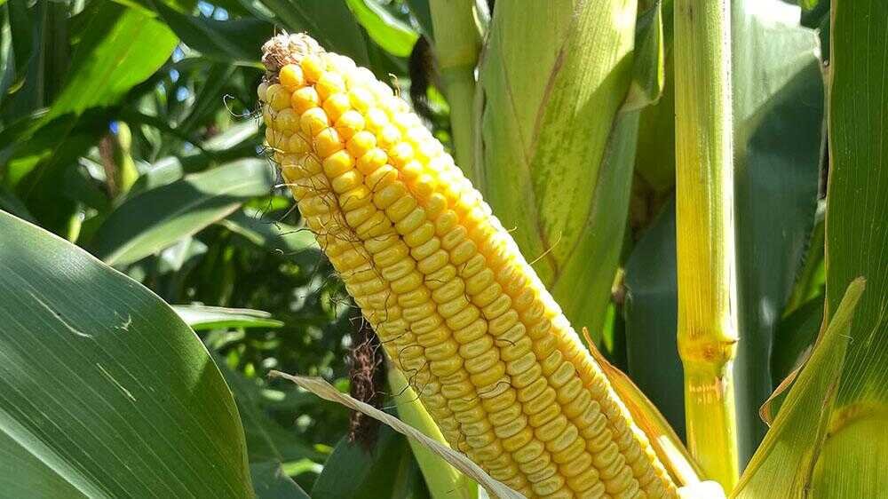 Telangana Markfed Achieves Record Corn Auction Price Through Transparent E Auction System