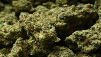 West Bengal Police Seize 11 Kilograms of Ganja and Arrest One Smuggler