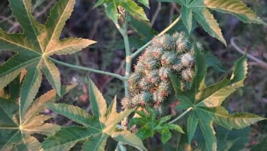 Castor Leaves and Their Traditional Health Uses