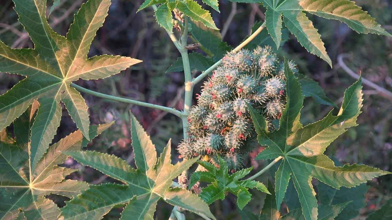 Castor Leaves and Their Traditional Health Uses