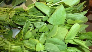 Chukkakura Offers Antioxidants and Nutrients for Eye and Skin Health