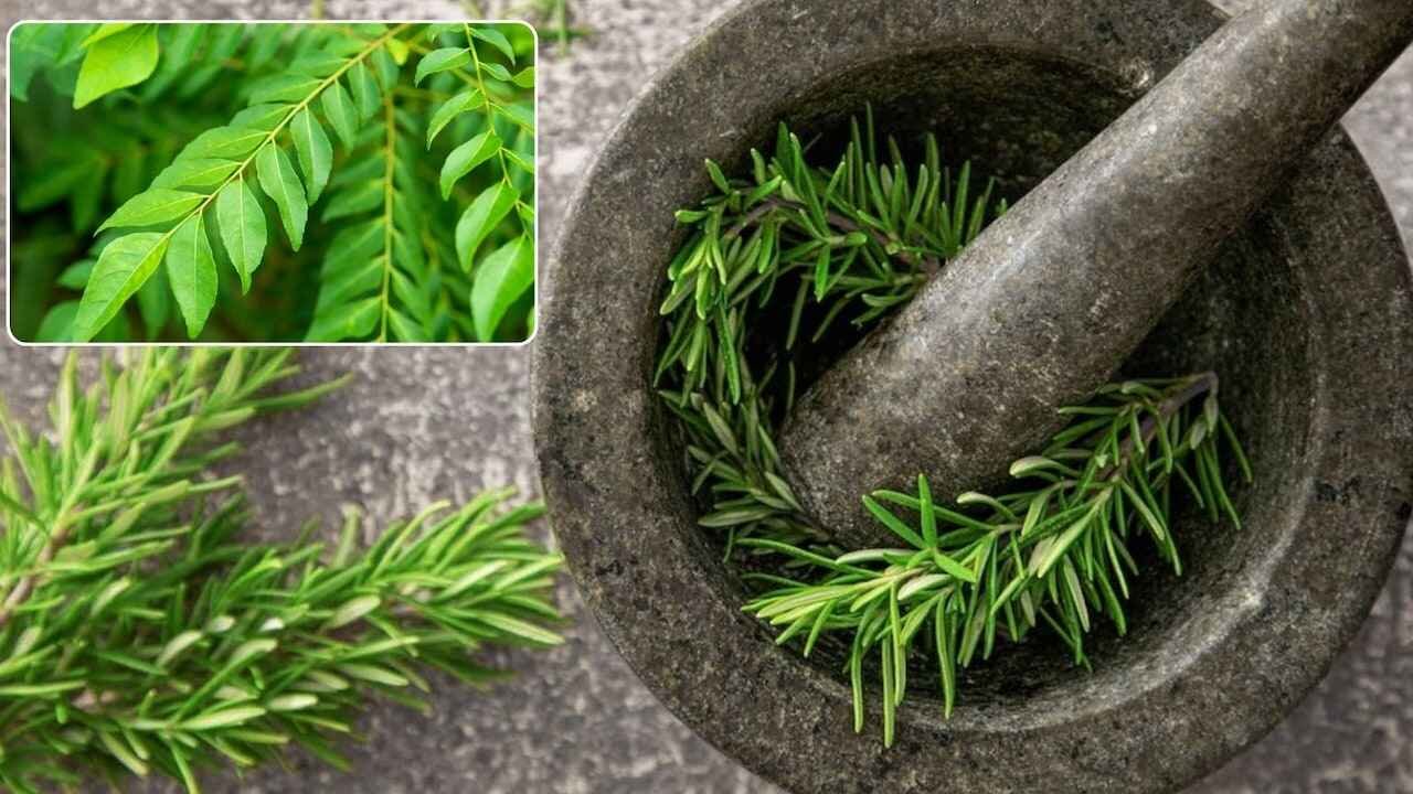 Curry Leaves or Rosemary for Stronger Hair Growth