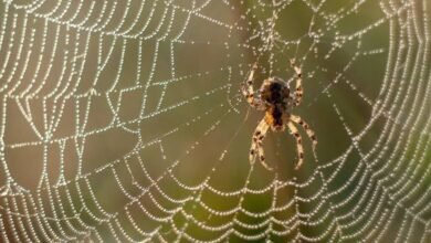 Easy Home Tips To Keep Spider Webs Away From Your House