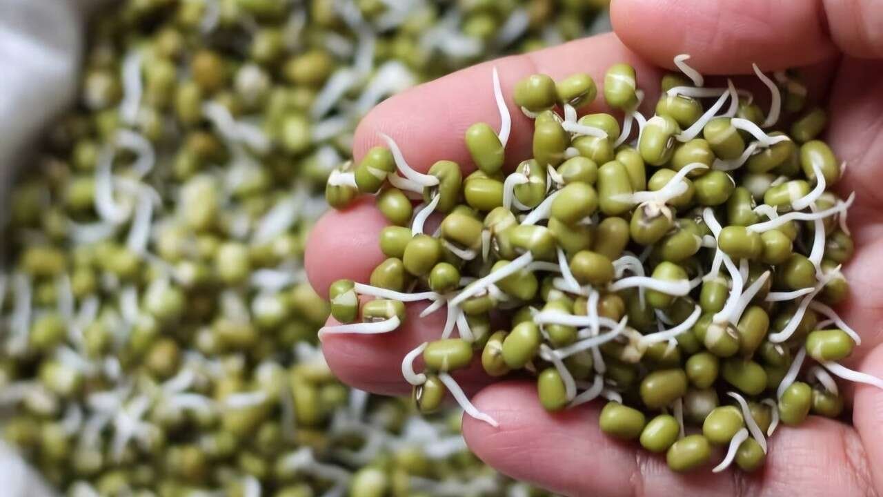 Green Gram For Breakfast Offers Protein And Fibre For A Nutritious Start