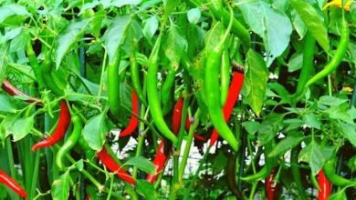Grow Green Chillies in a Small Pot With Simple Kitchen Seeds