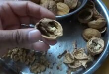 How to Choose Fresh Walnuts Without Cracking the Shell
