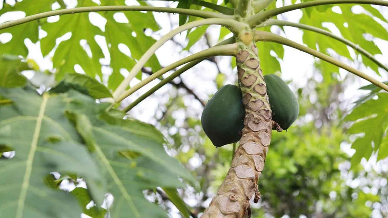Papaya in the Morning Can Add Useful Nutrients to Your Diet