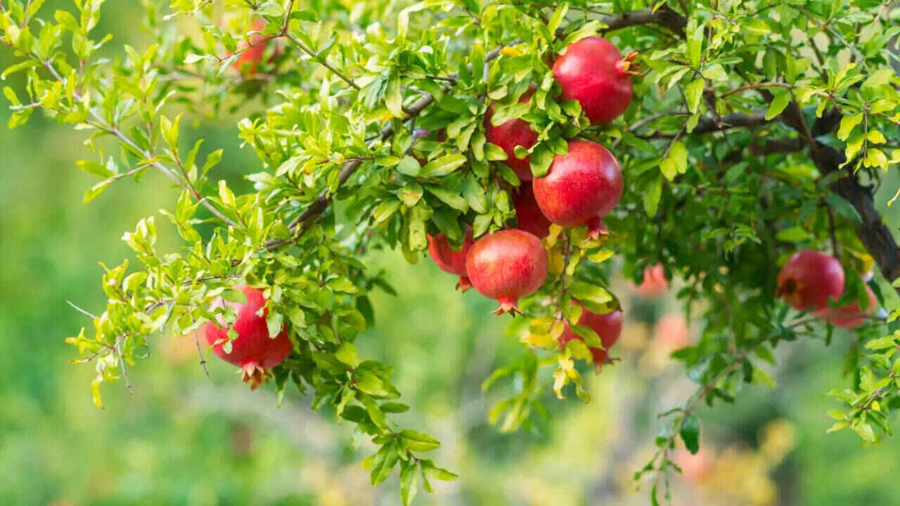 Pomegranate Leaf Tea May Support a Relaxing Night Routine