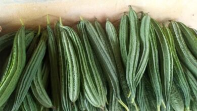 Ridge Gourd Benefits: This Simple Vegetable Can Add More Nutrition To Your Diet
