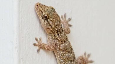 Simple Balcony Tips to Keep Lizards Away From Home
