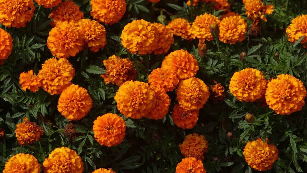 Simple Marigold Plant Care Tips for More Flowers at Home